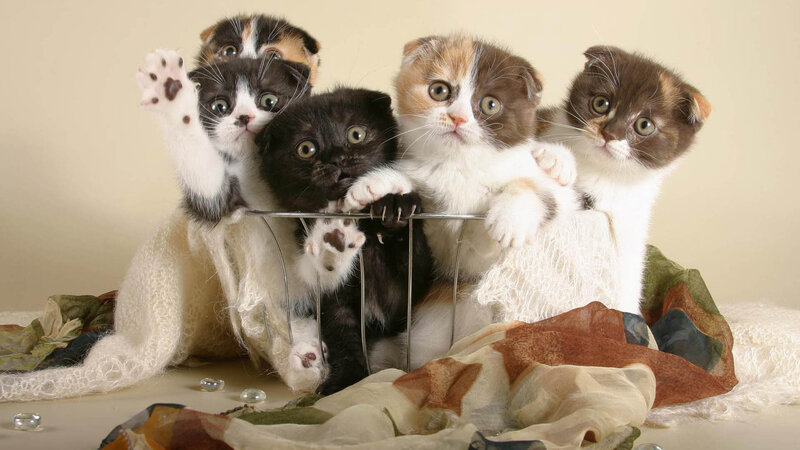 Kittens in Basket — White, Curious, Photograph, Fabric