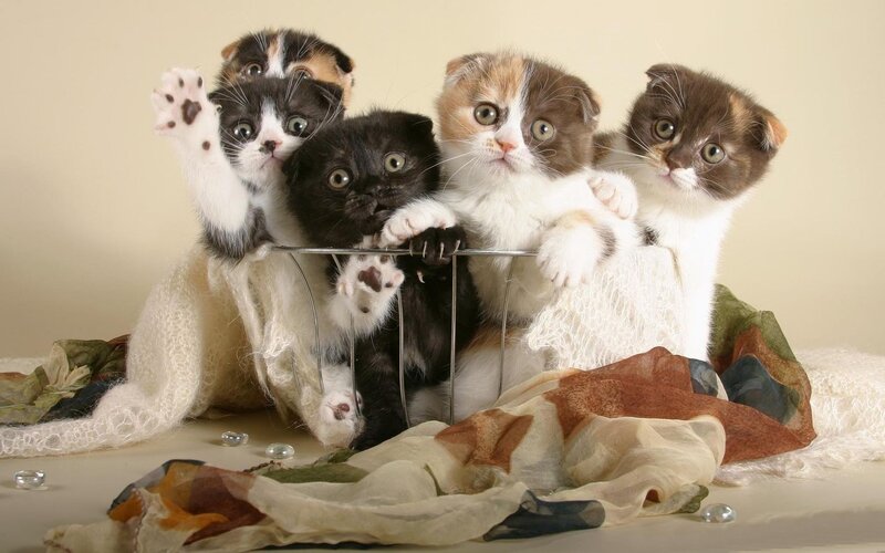 Kittens in Basket — White, Curious, Photograph