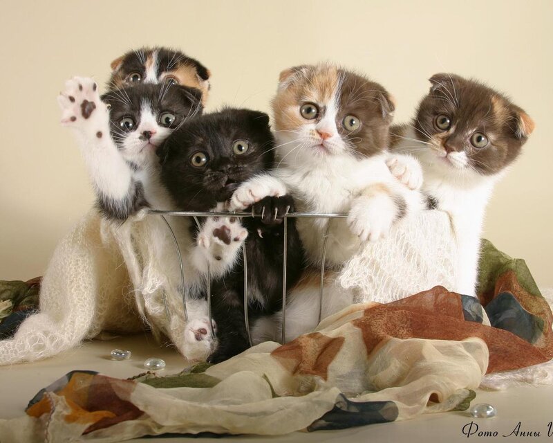 Kittens in Basket — White, Curious