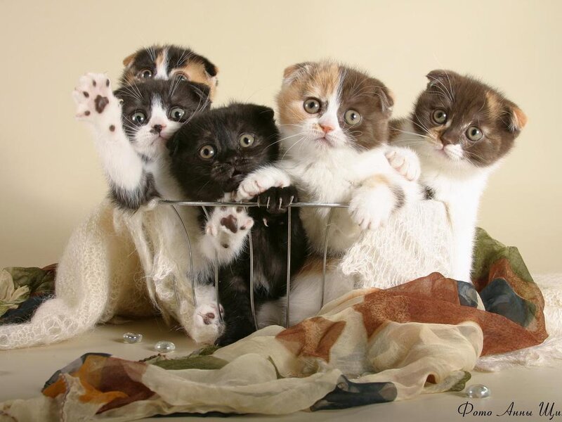 Kittens in Basket — White
