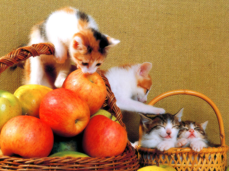 Kittens in Baskets