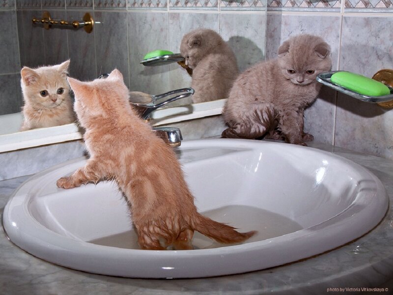 Kittens in Bathroom Sink