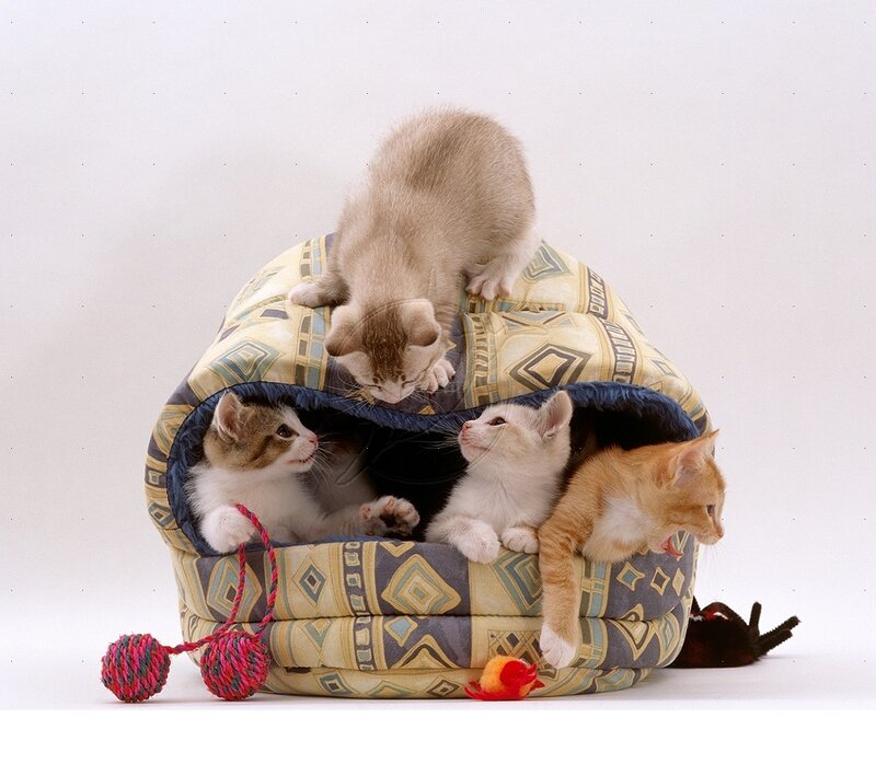 Kittens in Bed