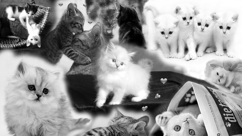 Kittens in Collage — Black