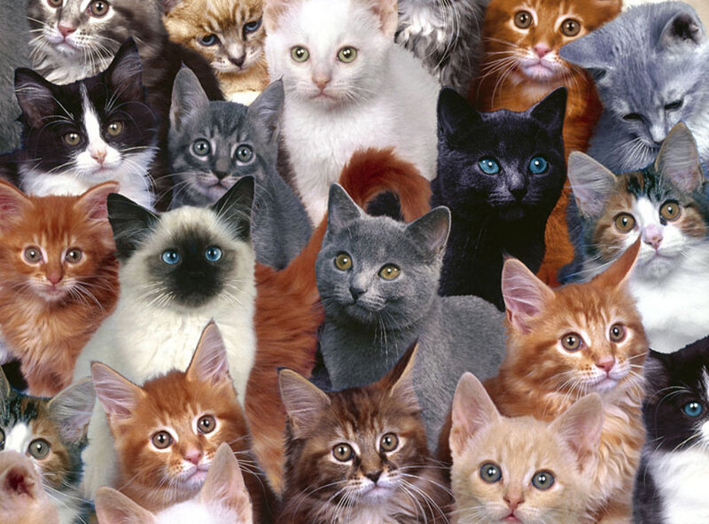 Kittens in Collage — Gray, Curious, Photograph