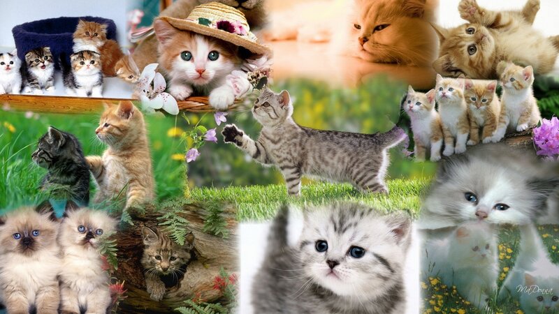 Kittens in Collage