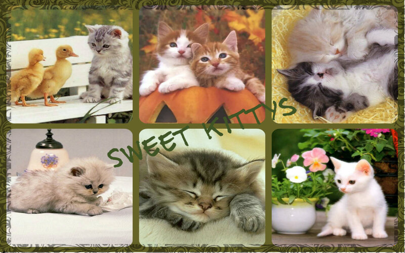 Kittens in Collage — White