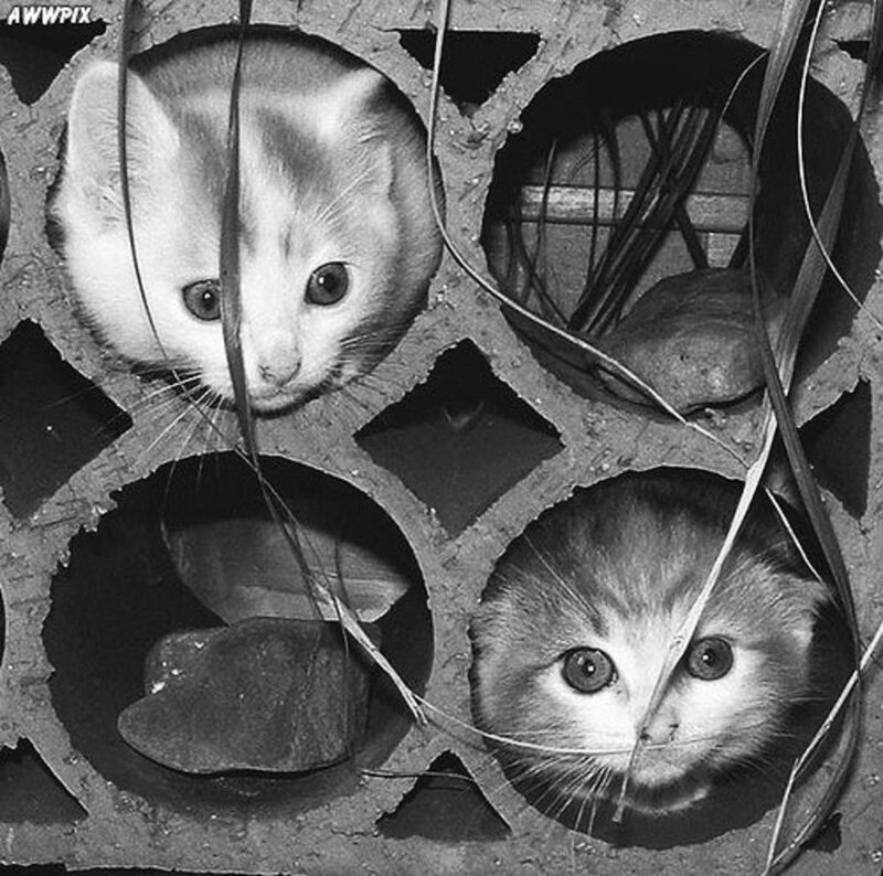 kittens in concrete blocks