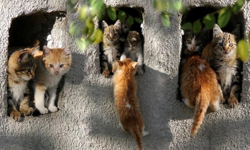 Kittens in Concrete Wall