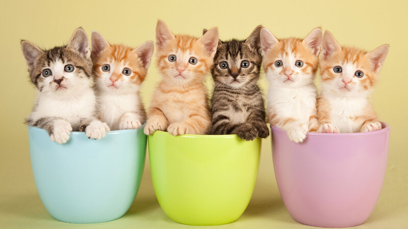 Kittens in Cups