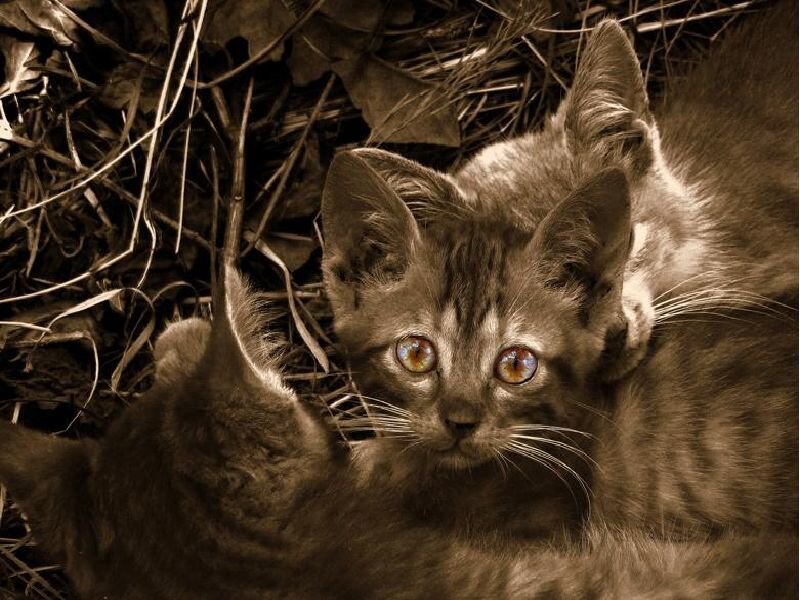 kittens in dry grass