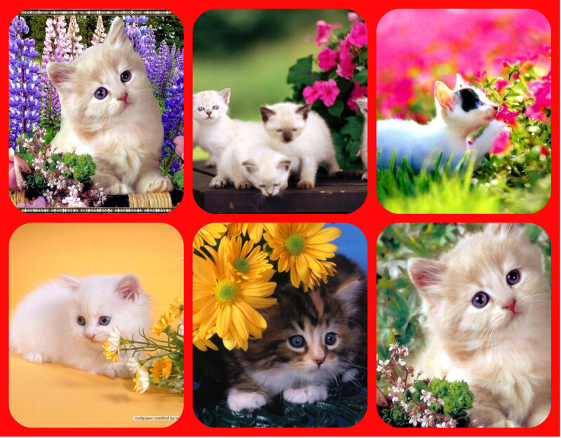 Kittens in Flowers