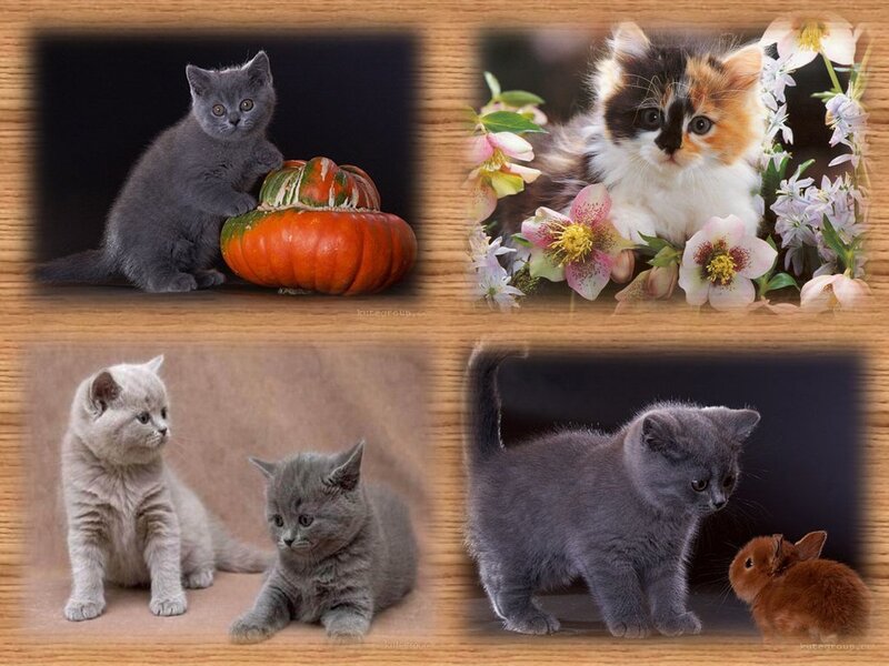 Kittens in Four Scenes