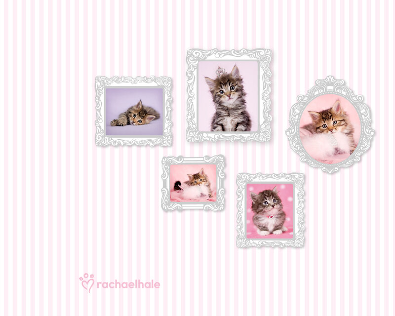 Kittens in Frames