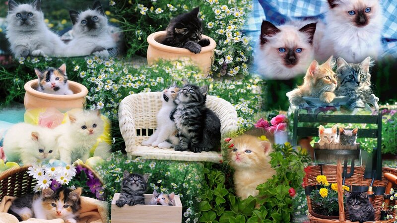 Kittens in Garden — Green