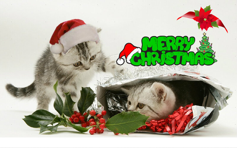 Kittens in Gift Bag