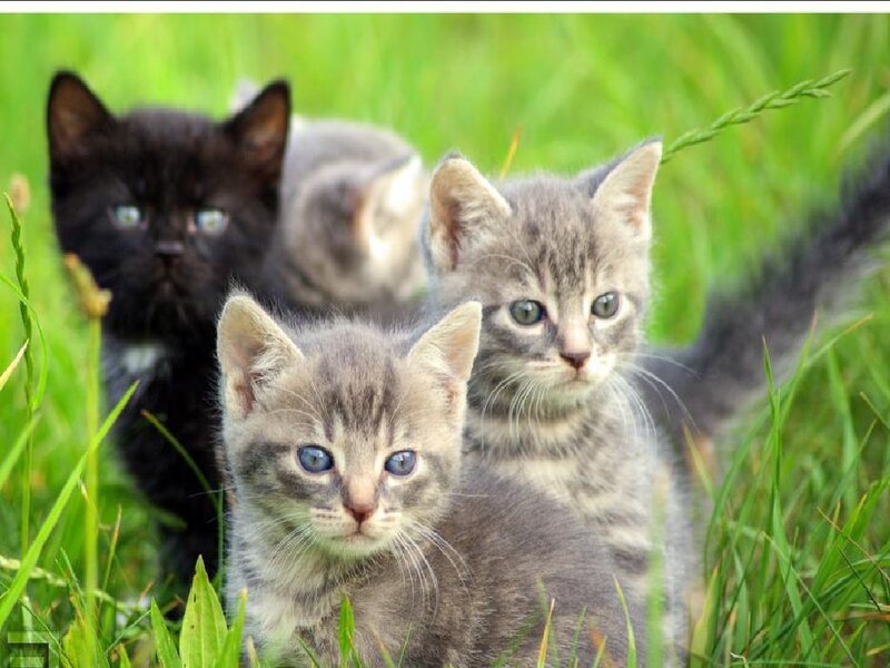 Kittens in Grass — Green, Calm, Afternoon