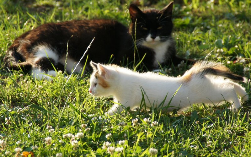 Kittens in Grass — Green, Calm