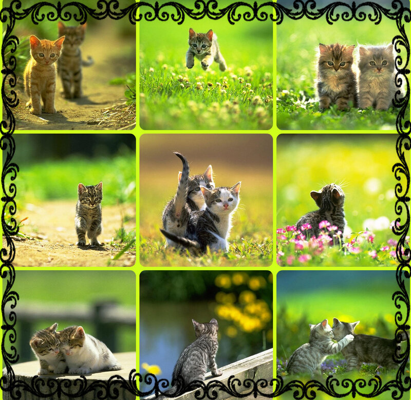 Kittens in Grass — Green, Playful