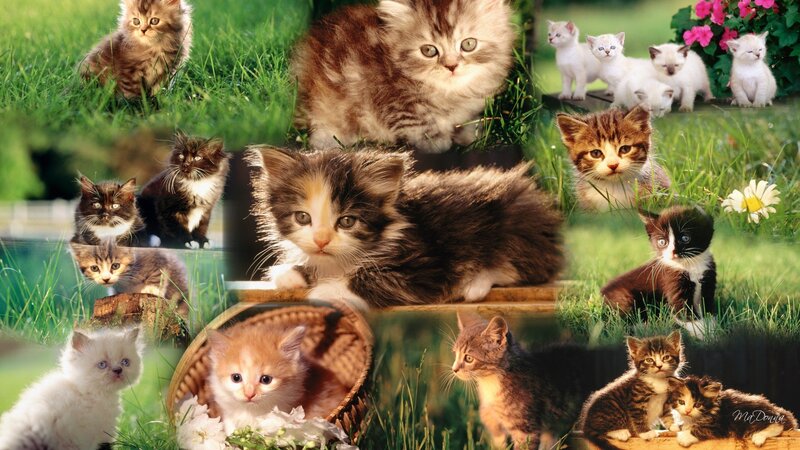 Kittens in Grass — Green