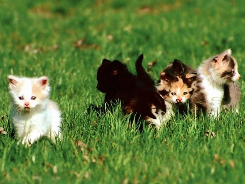 Kittens in Grass