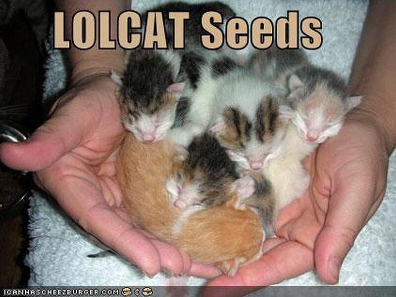 kittens in hands