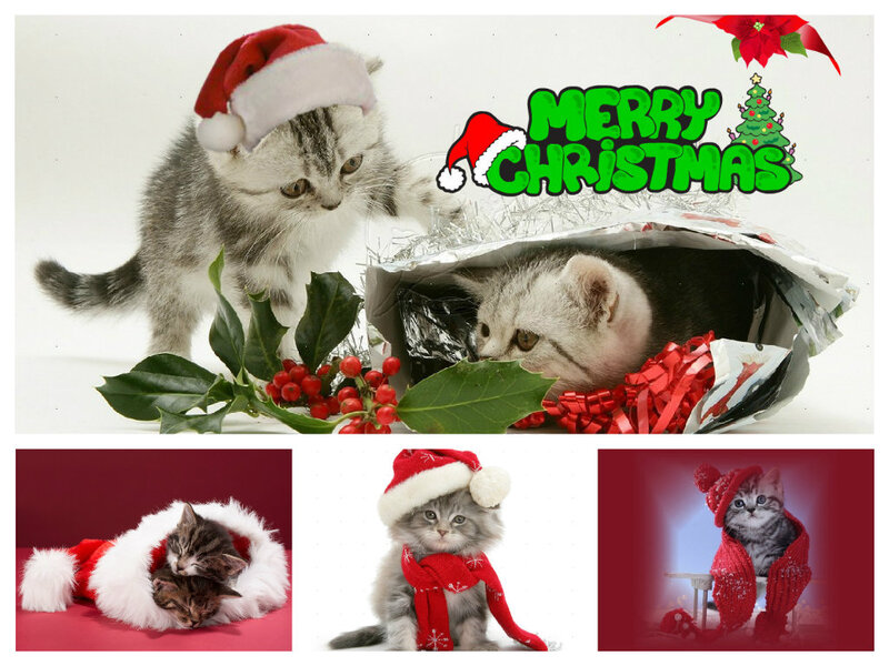 Kittens in Holiday Attire