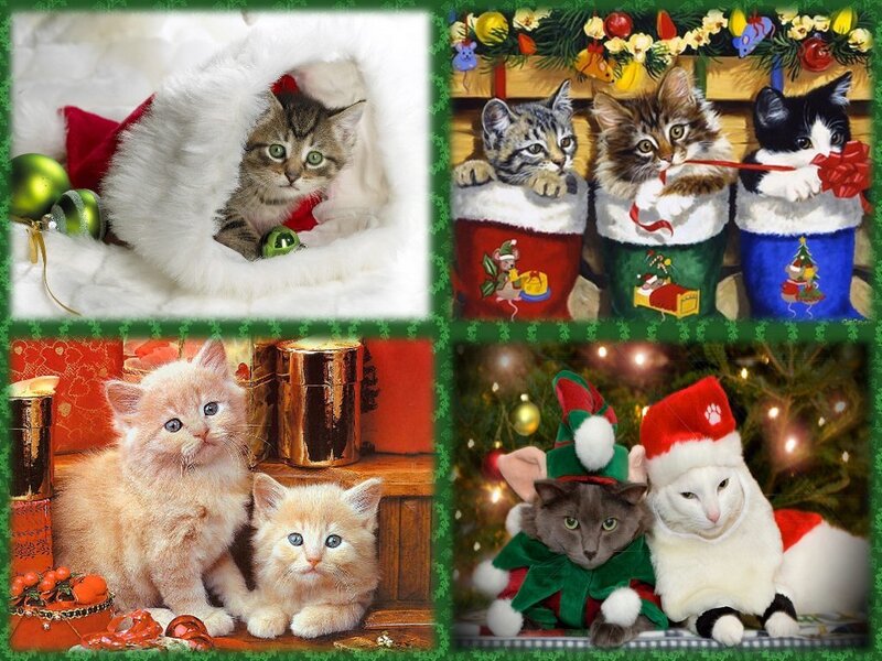 Kittens in Holiday Scenes