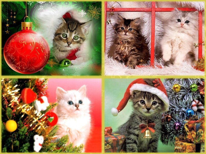 Kittens in Holiday Setting