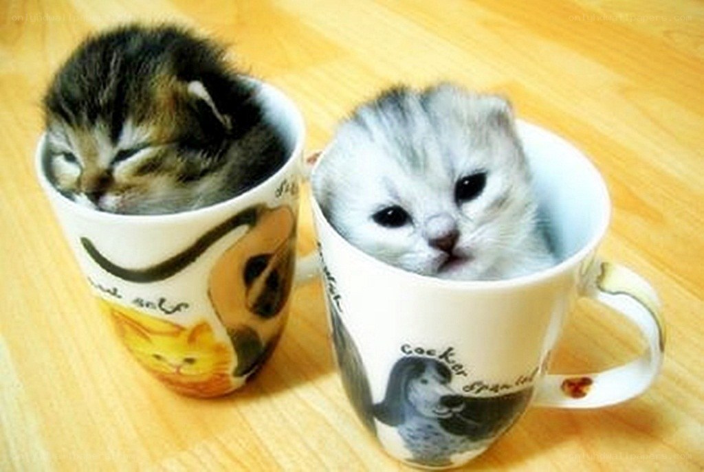 kittens in mugs