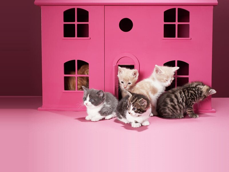 Kittens in Pink House