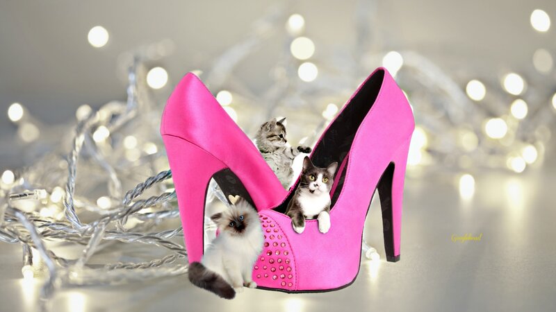 Kittens in Pink Shoe