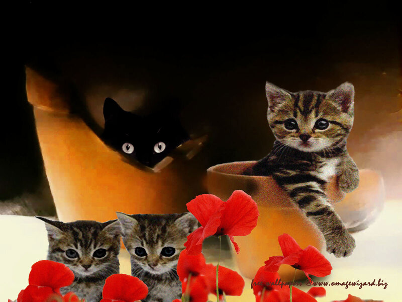 Kittens in Pots