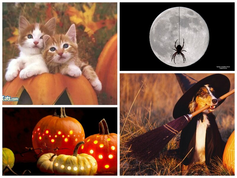 Kittens in Pumpkin — Orange