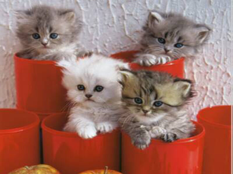 kittens in red cups