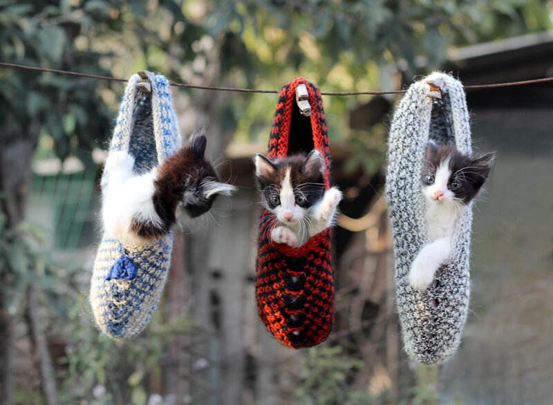 Kittens in Slippers
