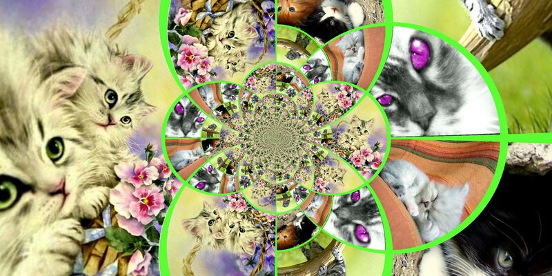 Kittens in Spiral Collage