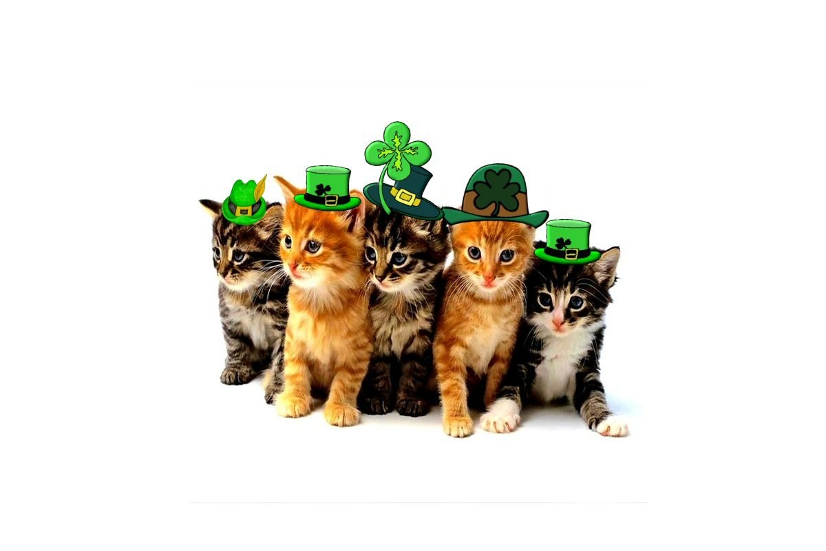 kittens in st patrick's hats