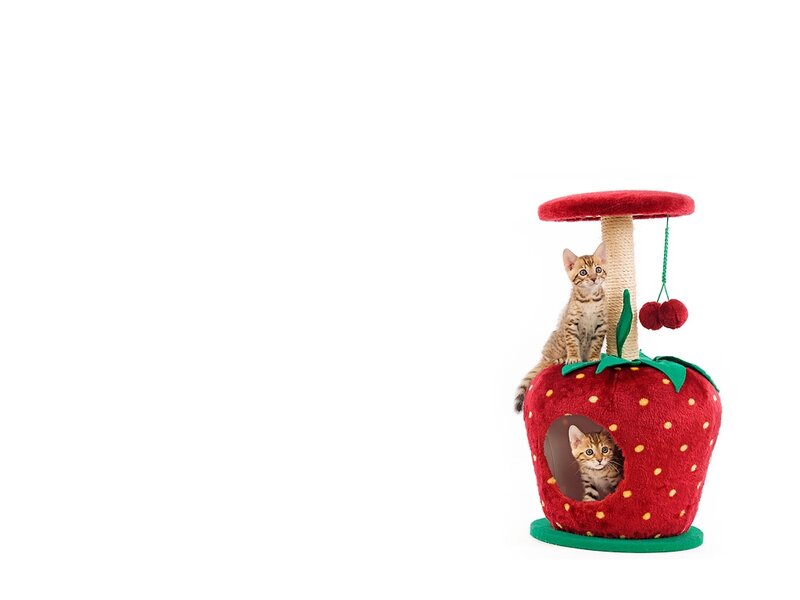 Kittens in Strawberry Cat Tree