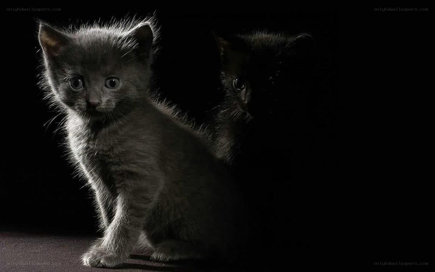 kittens in the dark
