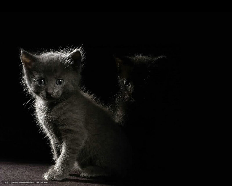 kittens in the dark