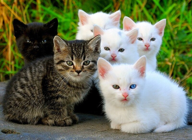 kittens in the grass