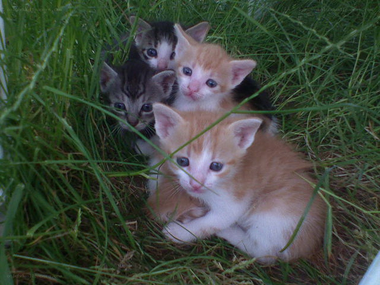 kittens in the grass