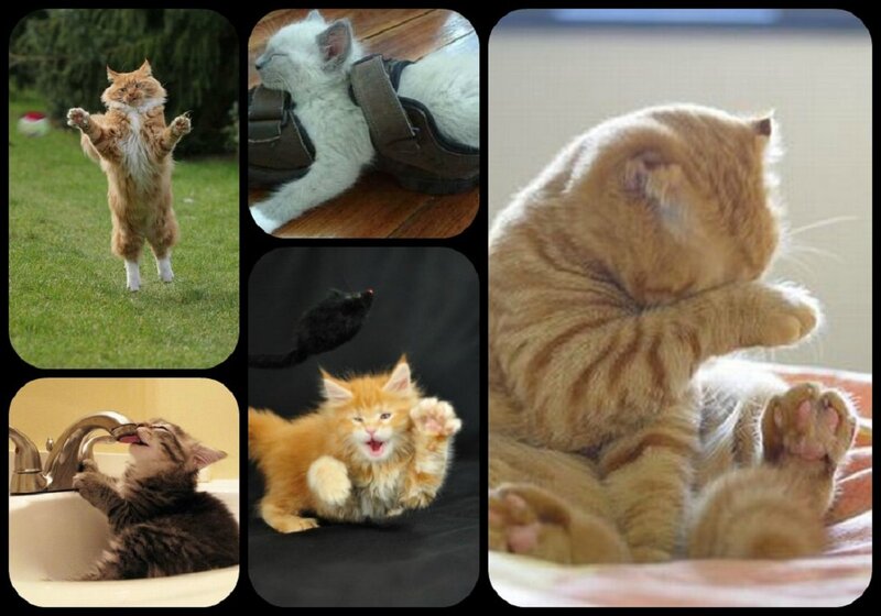Kittens in Various Poses — Orange