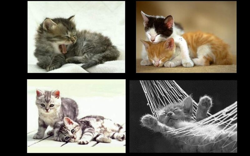 Kittens in Various Poses