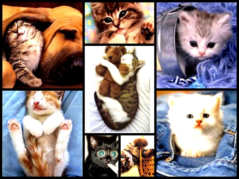 Kittens in Various Poses — White, Cute