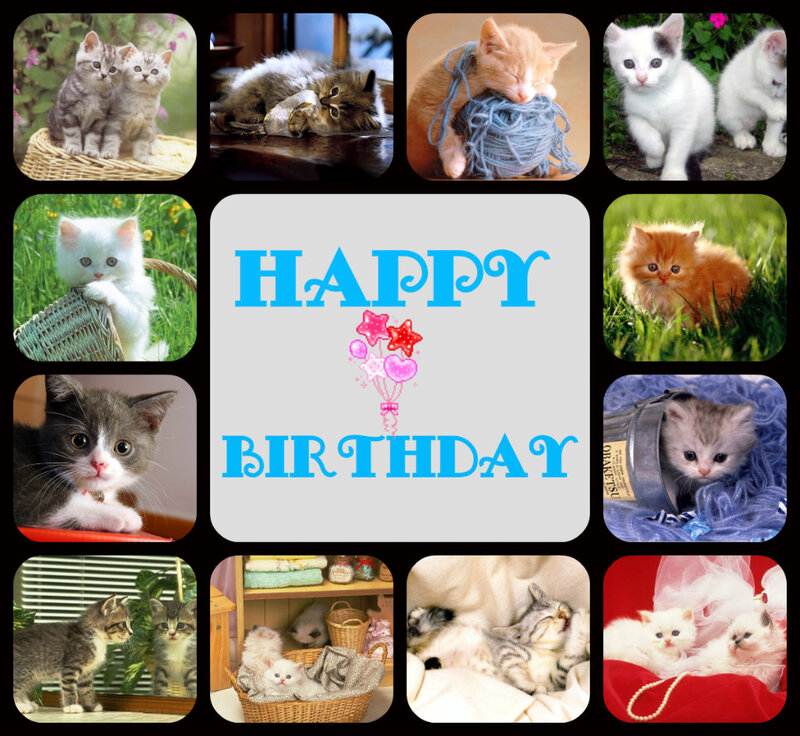 Kittens in Various Scenes — Blue