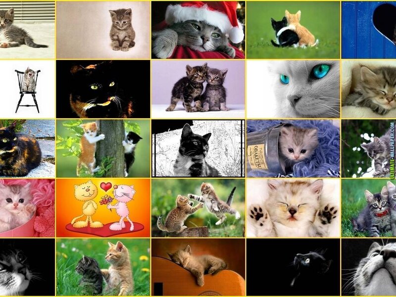 Kittens in Various Scenes