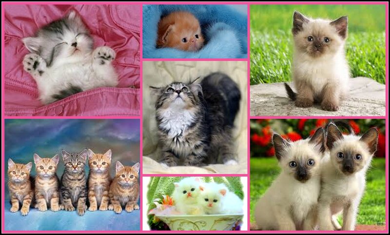 Kittens in Various Settings — Pink