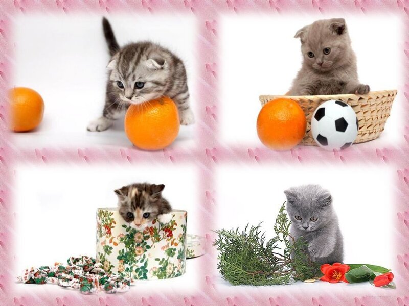 Kittens in Various Settings
